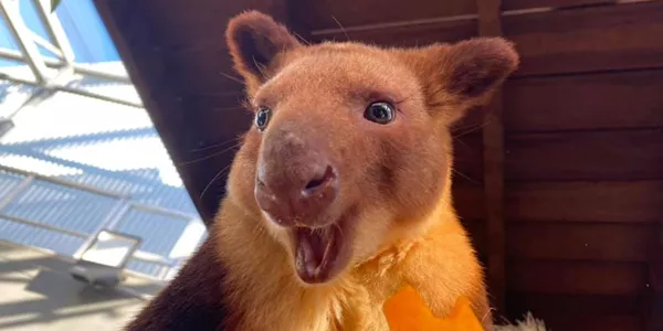 Tree Kangaroo Smiling - Australian Endangered Animals - WILD LIFE Sydney Zoo