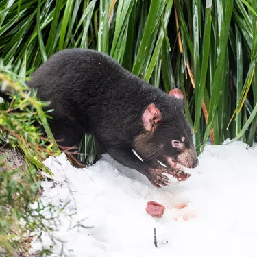 Tassie Devil Dharra In The Snow 4 WILD LIFE Sydney Zoo