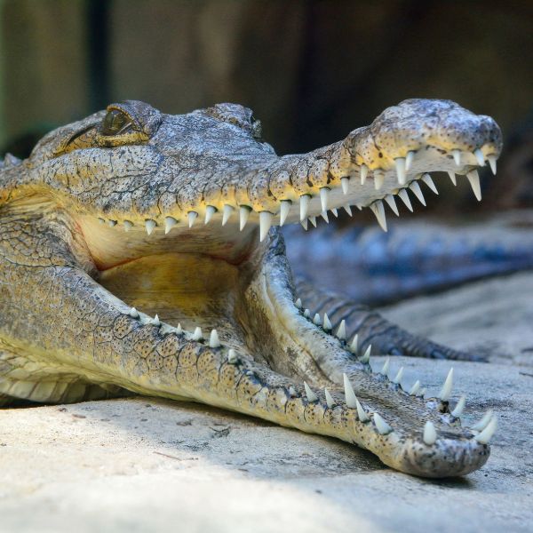 Freshwater Crocodile at WILD LIFE Sydney Zoo