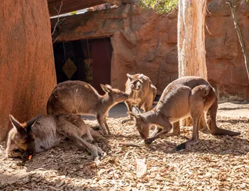Places to visit in Sydney with Kids - Wildlife Sydney Zoo’