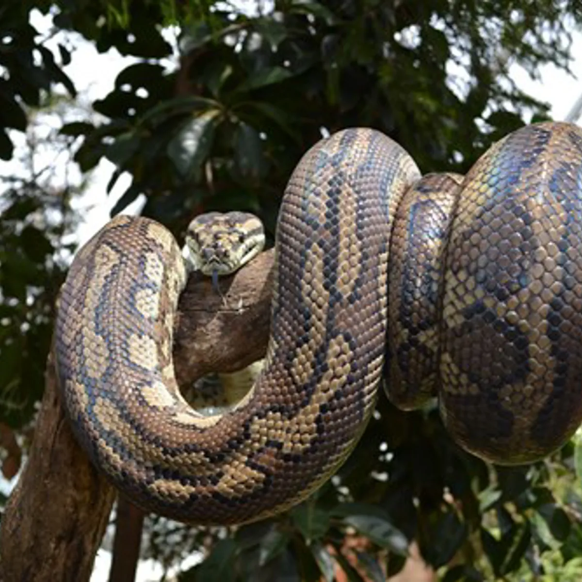 Meet And Get Up Close To Our Snakes WILD LIFE Sydney Zoo