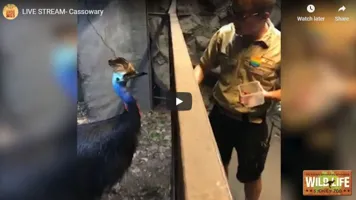 Cassowary Feed And Talk