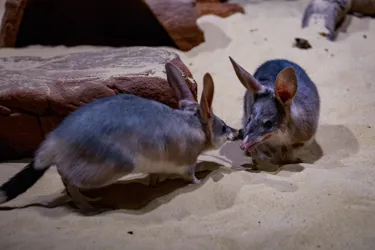 Bilbies 2846 Benholgate Night