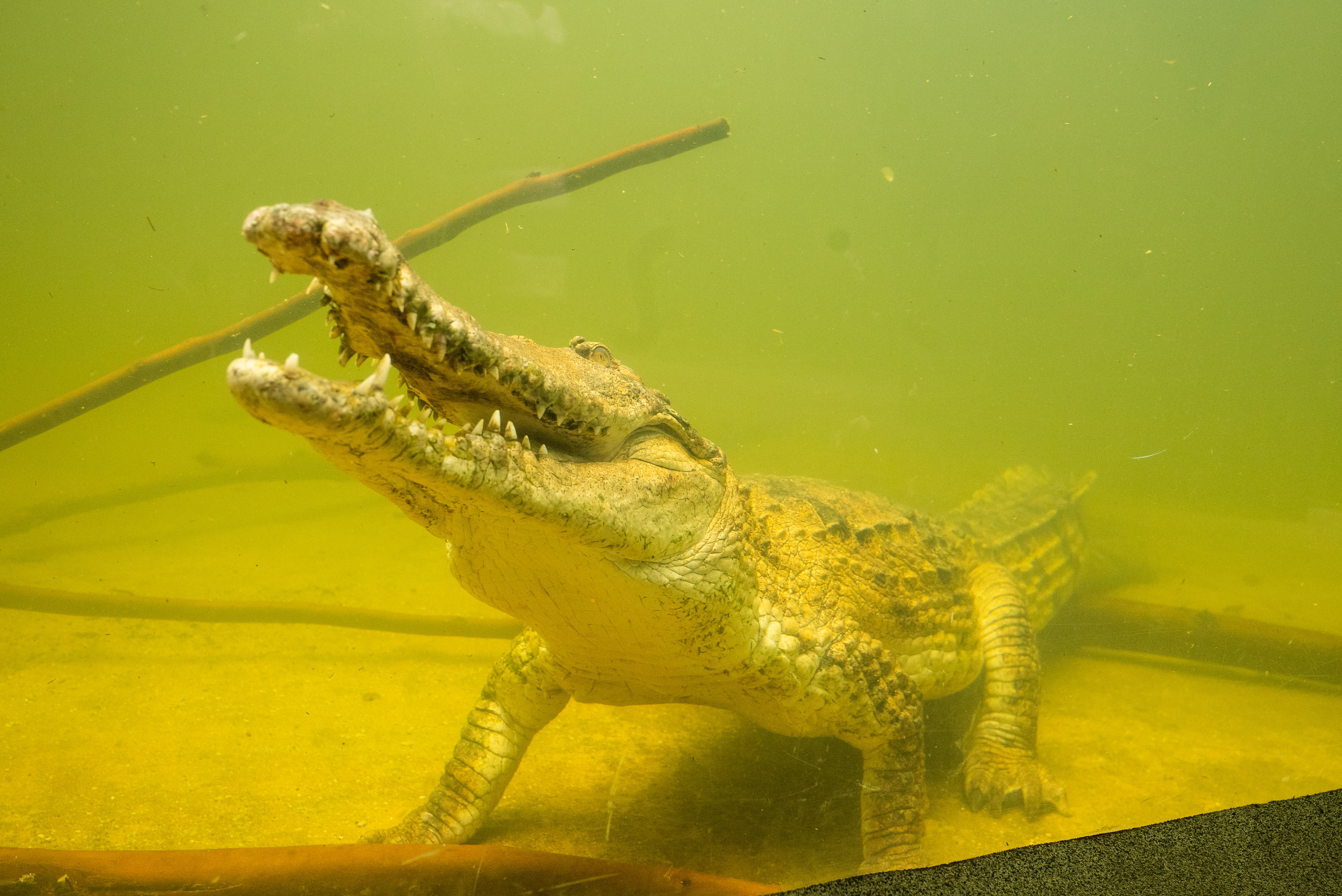 Freshwater Crocodiles Explore Their New Home At WILD LIFE Sydney Zoo Image 9