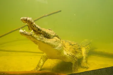 Freshwater Crocodiles Explore Their New Home At WILD LIFE Sydney Zoo Image 9