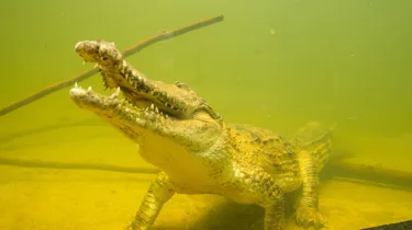 Freshwater Crocodiles Explore Their New Home At WILD LIFE Sydney Zoo Image 9
