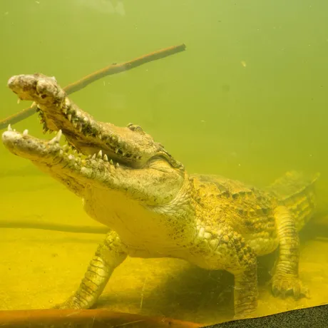 Freshwater Crocodiles Explore Their New Home At WILD LIFE Sydney Zoo Image 9