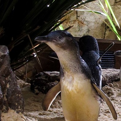 Slsa Raptor Cormorant Little Penguin