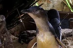 Slsa Raptor Cormorant Little Penguin