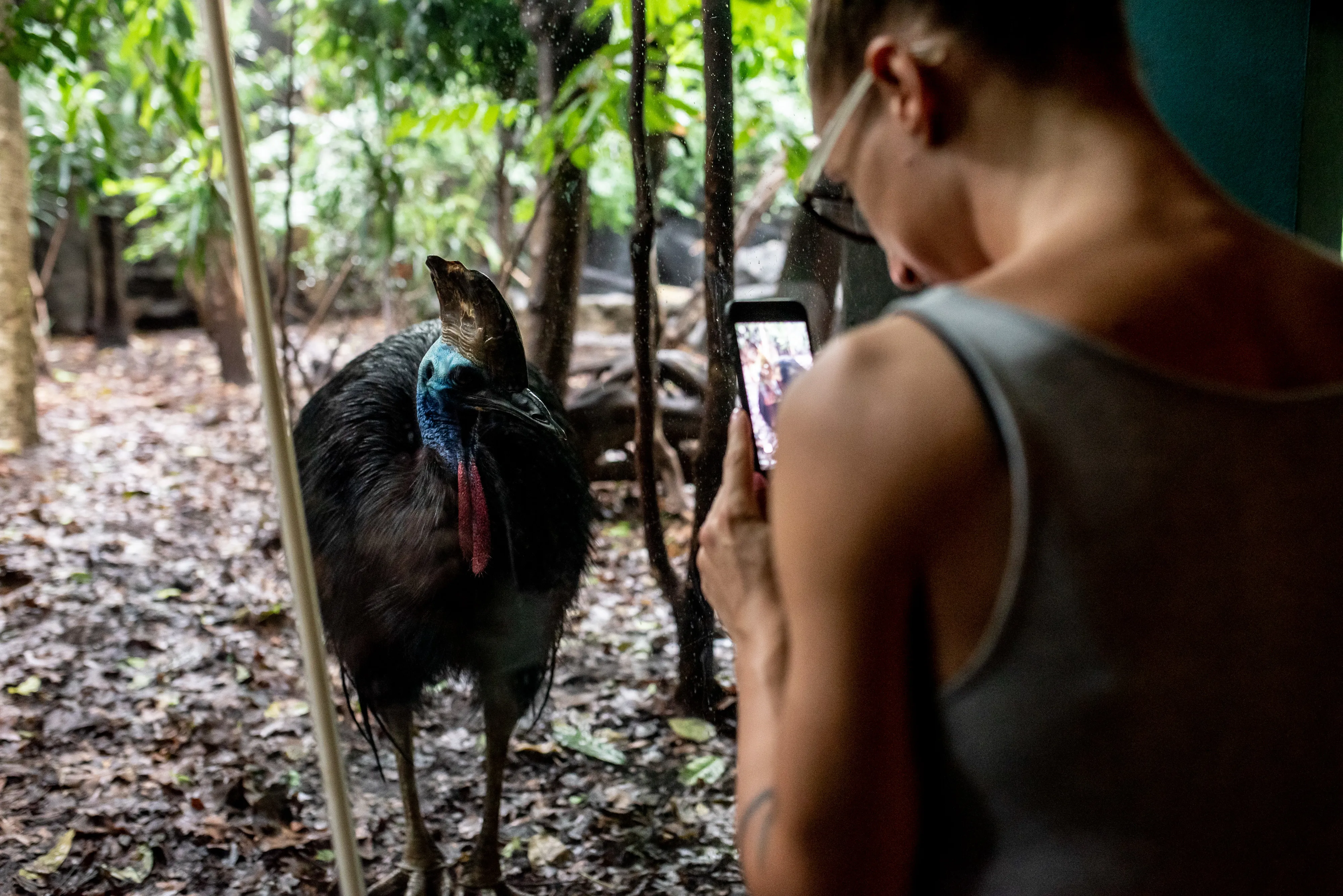 Wildlifesydneyzoobts Cassowary