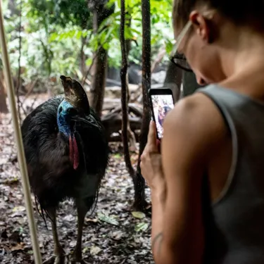 Wildlifesydneyzoobts Cassowary