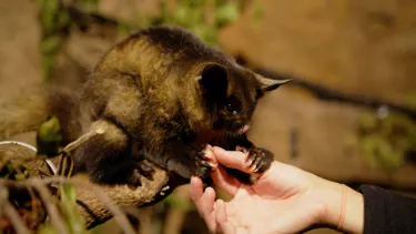 WLSZ Yellow Bellied Glider 5