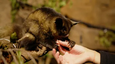 WLSZ Yellow Bellied Glider 5