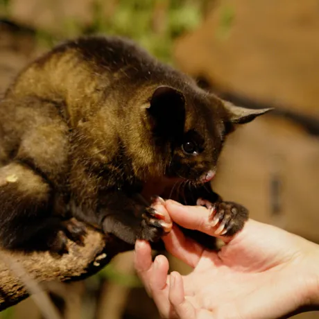 WLSZ Yellow Bellied Glider 5