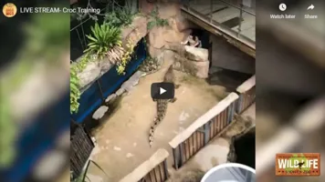 Croc Training