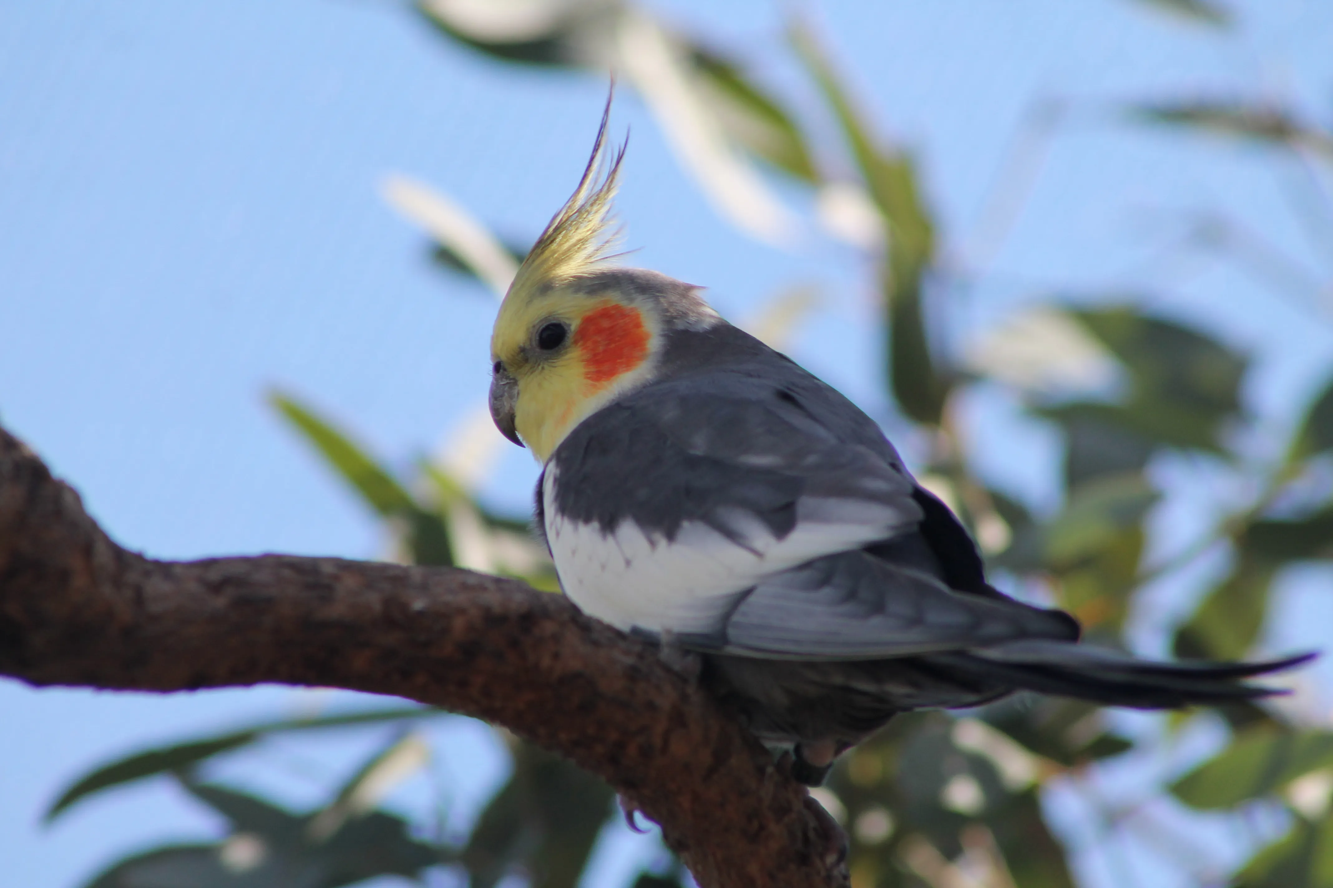 Cockatiel (2)