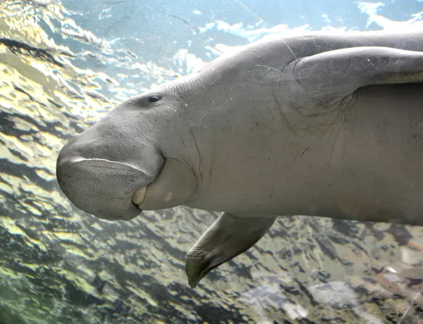 Pig Waving Hello From Dugong Island At SEA LIFE Sydney Aquarium