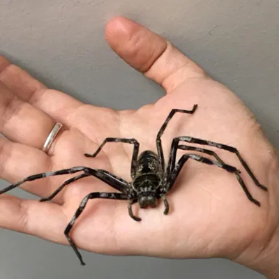 Face Your Fears Spider