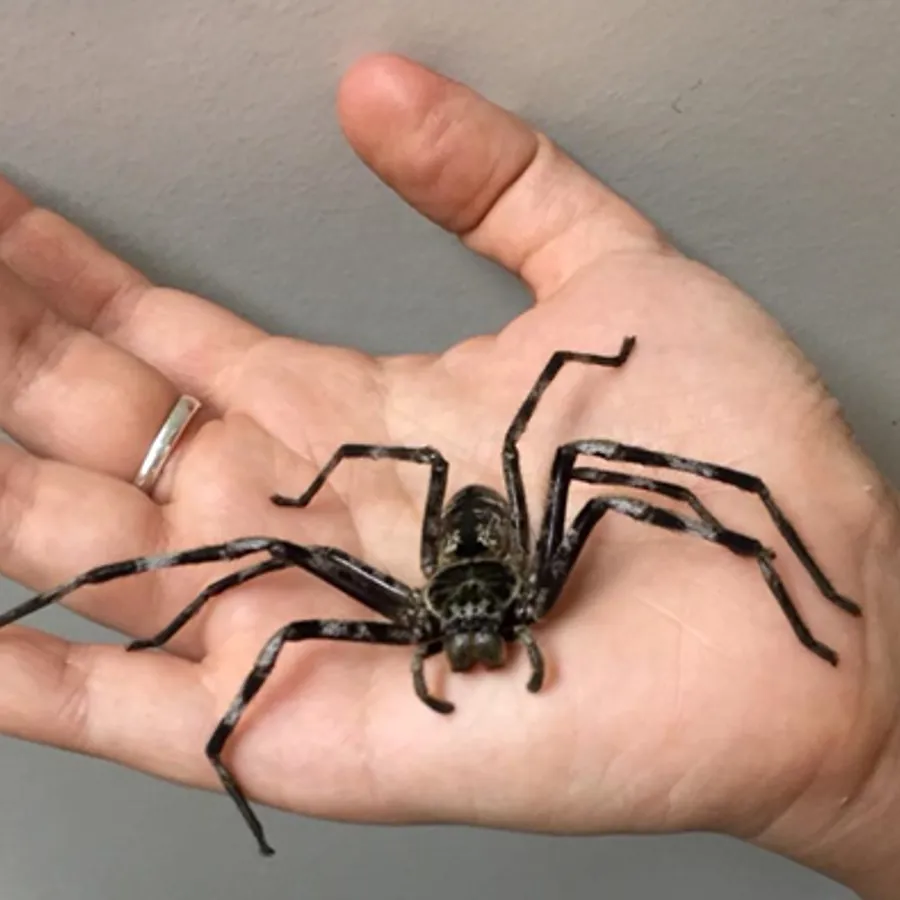 Spiders WILD LIFE Sydney Zoo