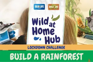 Build A Rainforest Image