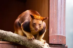 Fun Facts about Tree Kangaroo -  WILD LIFE Sydney Zoo