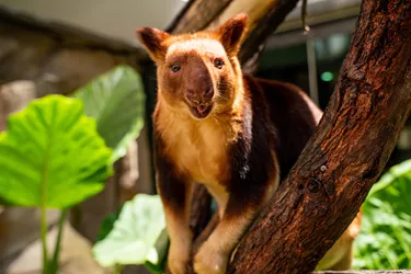 Watch Tree Kangaroo Australian Native Animals at WILD LIFE Sydney Zoo