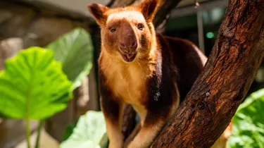 Watch Tree Kangaroo Australian Native Animals at WILD LIFE Sydney Zoo