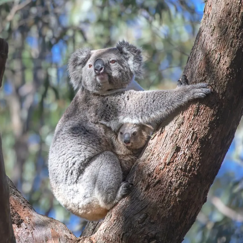 Science For Wildlife Koala 01