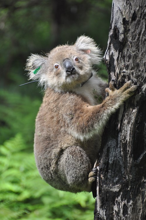 WLS WLCF Project Koala