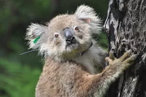 WLS WLCF Project Koala