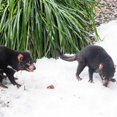 Tassie Devil Mirrin And Dharra In The Snow 7 WILD LIFE Sydney Zoo