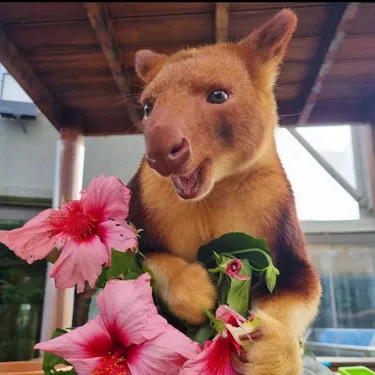 International Day of Friendship | WILD LIFE Sydney Zoo