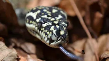 Diamond Python 4