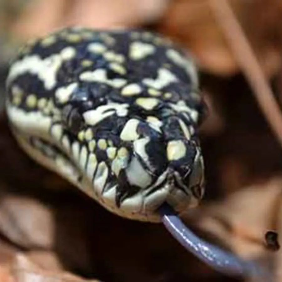 Meet And Get Up Close To Our Snakes | WILD LIFE Sydney Zoo