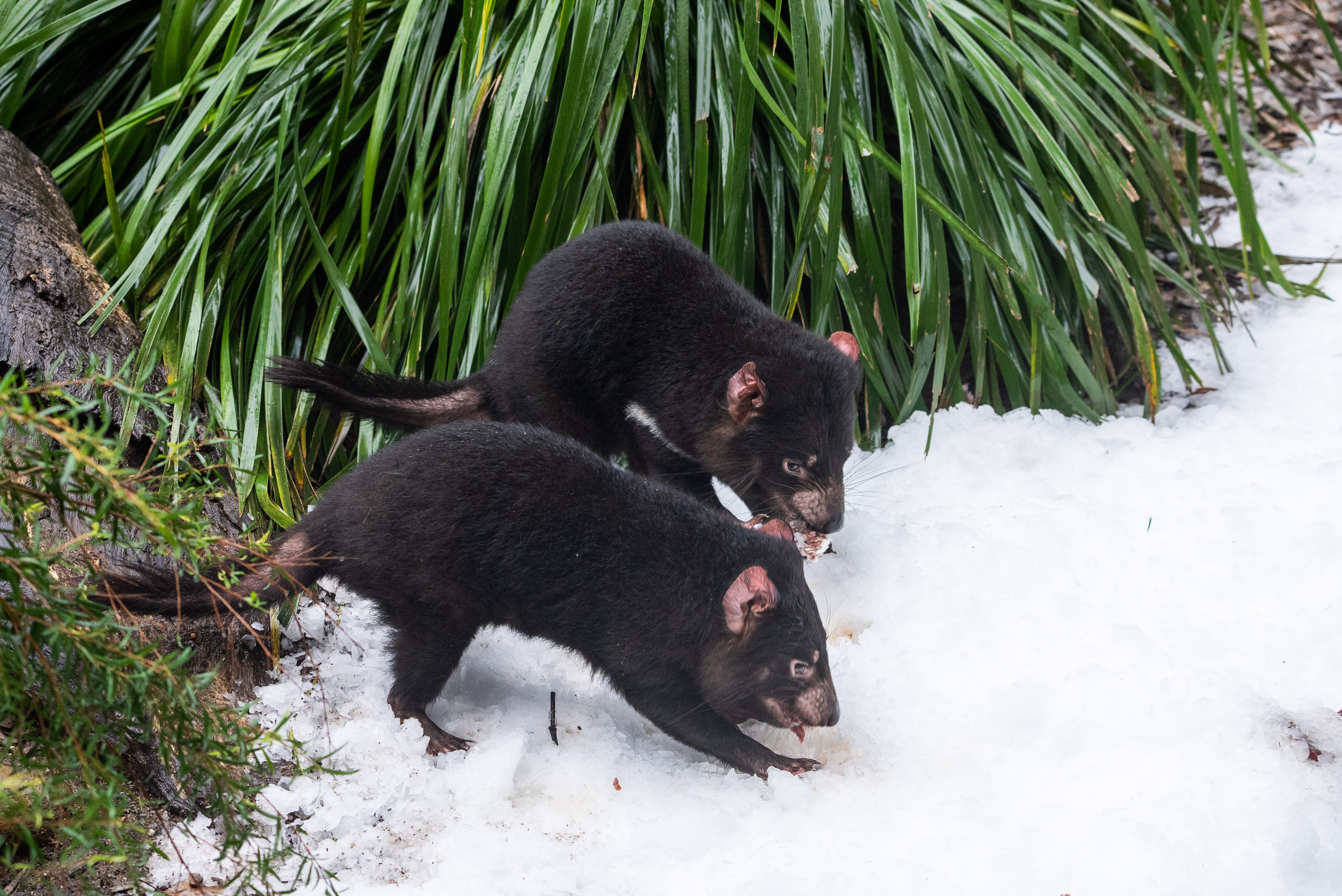 Tassie Devil Mirrin And Dharra In The Snow 4 WILD LIFE Sydney Zoo