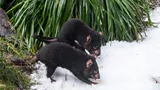 Tassie Devil Mirrin And Dharra In The Snow 4 WILD LIFE Sydney Zoo