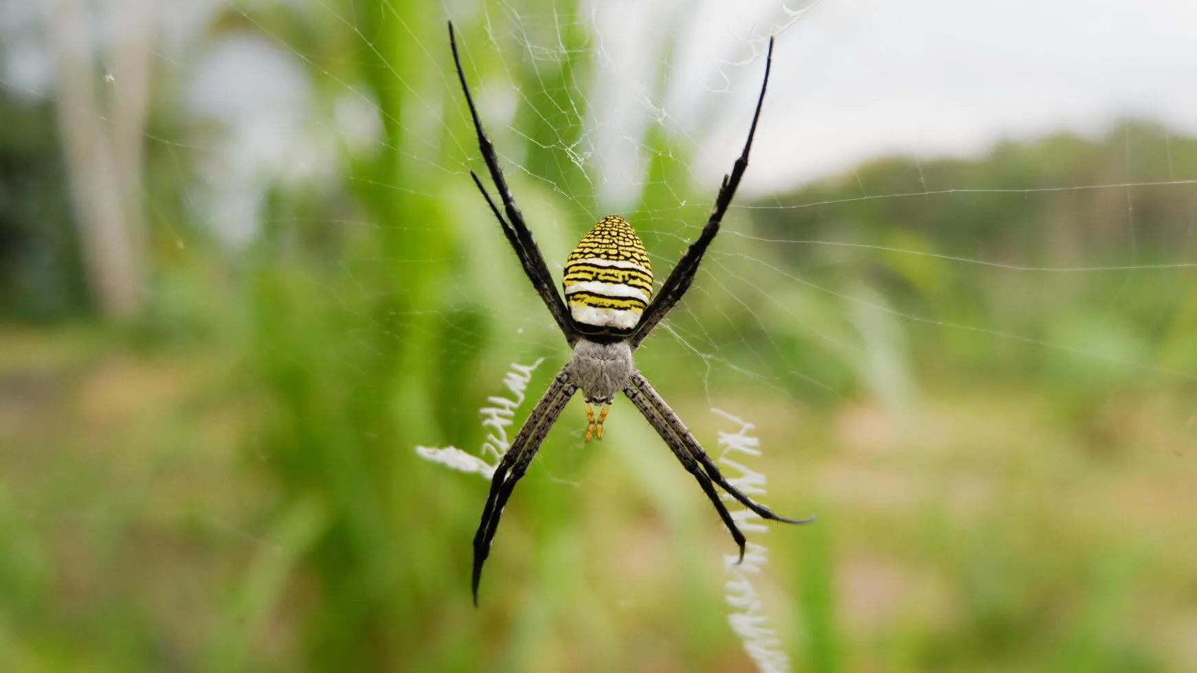St Andrew Cross Spider At WILD LIFE Sydney Zoo 05