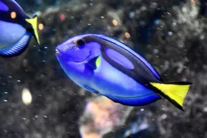 Blue Tang