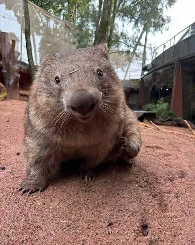 Ringo The Barenosed Wombat 01