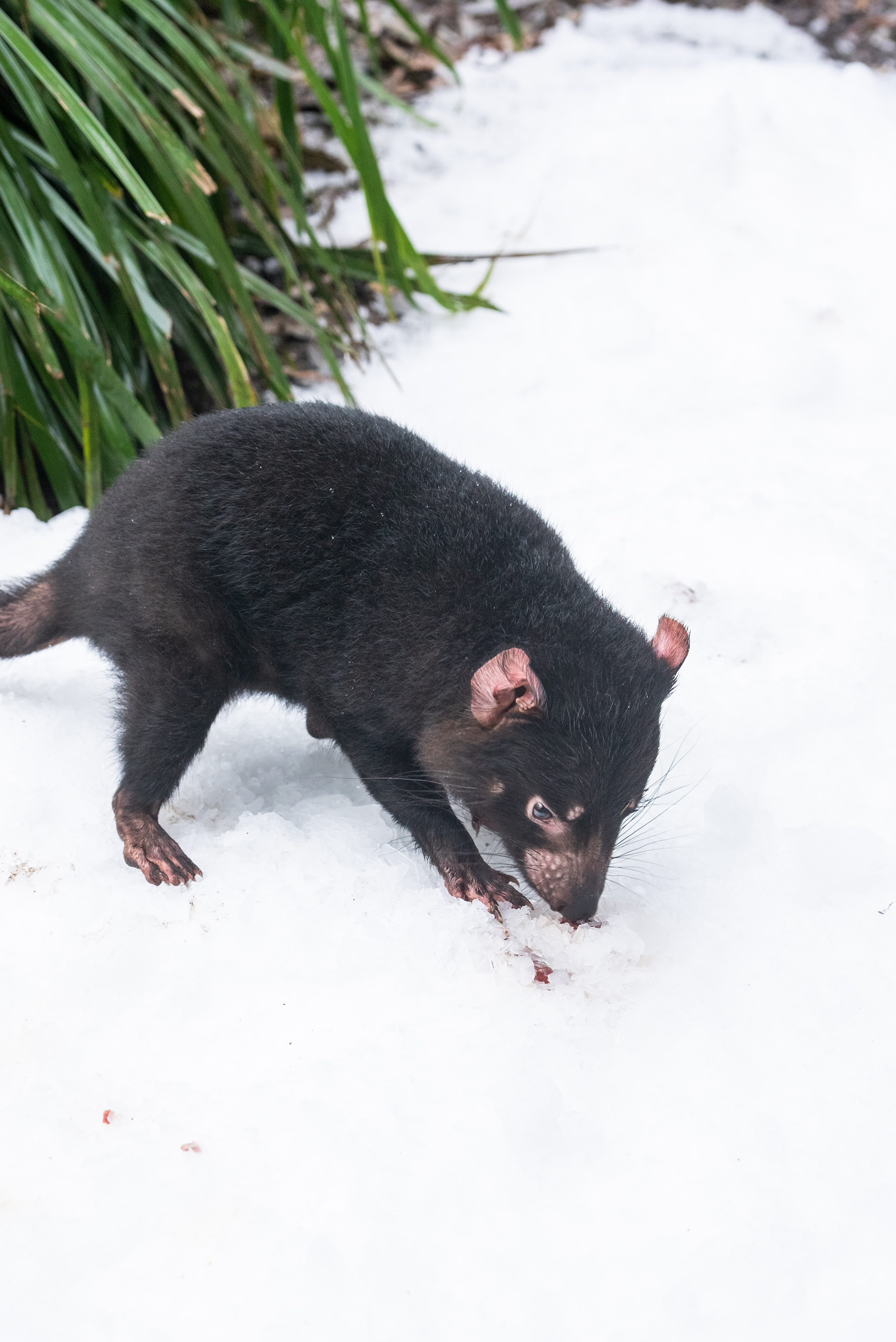 Tassie Devil Mirrin In The Snow Portrait WILD LIFE Sydney Zoo
