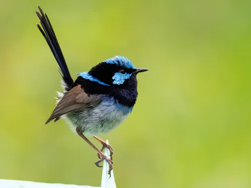 superb fairy wren bird on branch