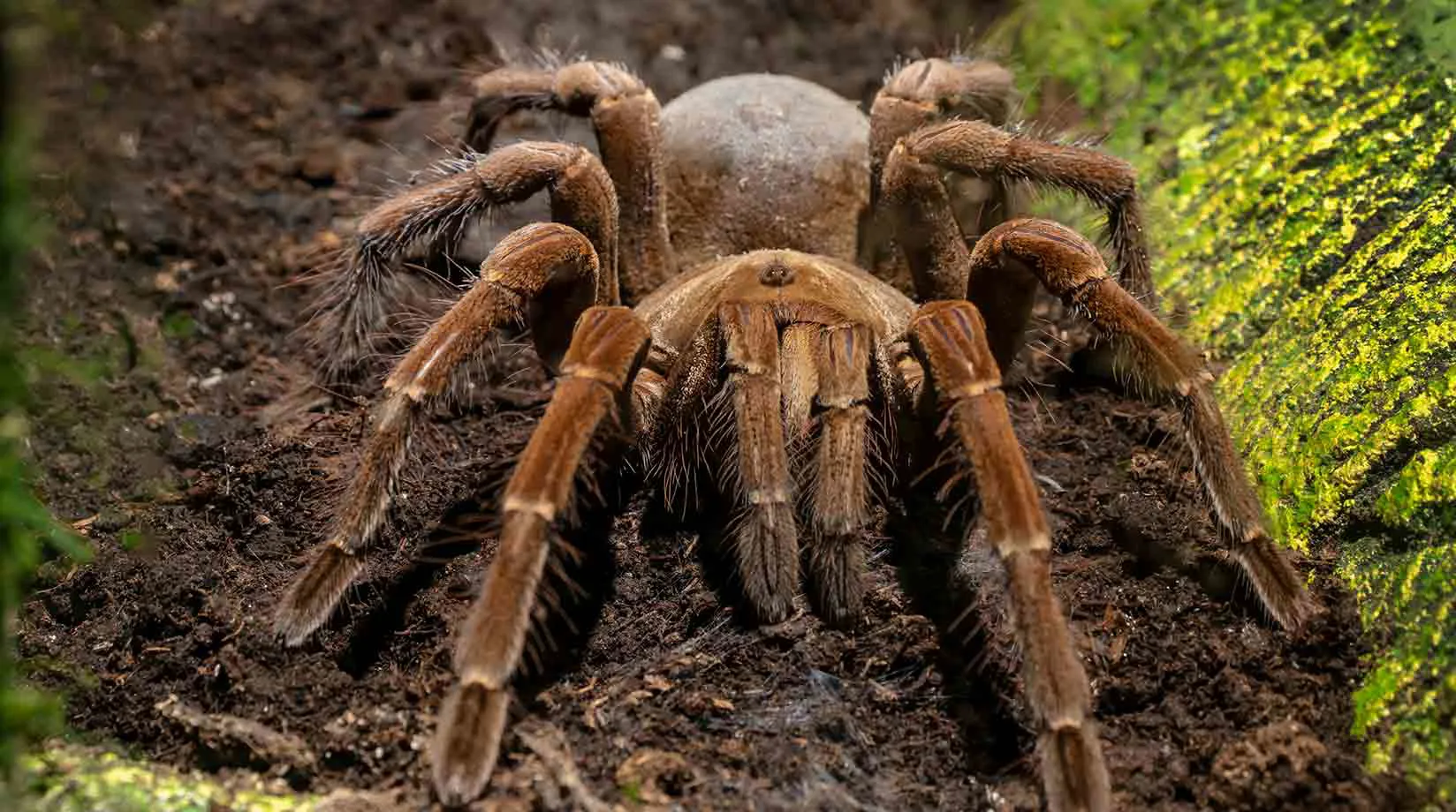 Australian Tarantula Spider At WILD LIFE Sydney Zoo 03