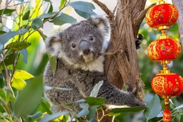 WLS Koala LNY