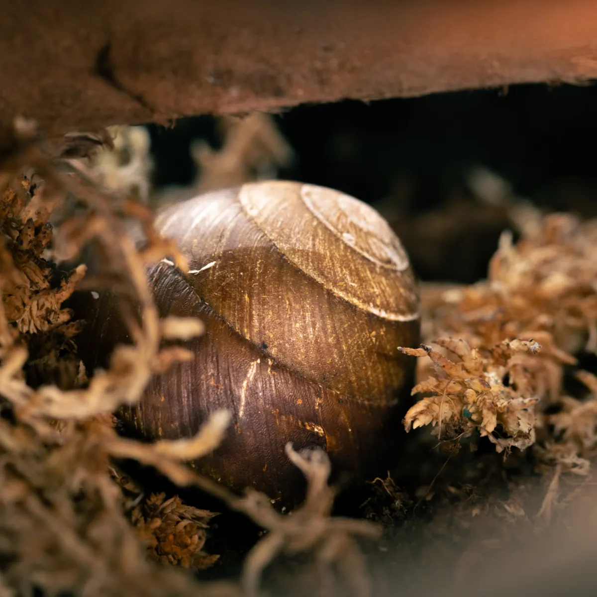 We dare you to crawl inside our brand-new Bug Box this Halloween!