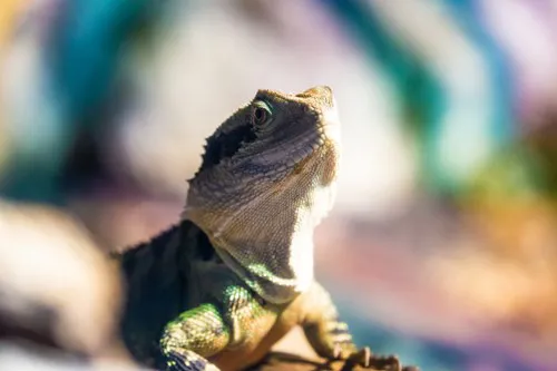 Lizard At Wild Life Sydney Zoo