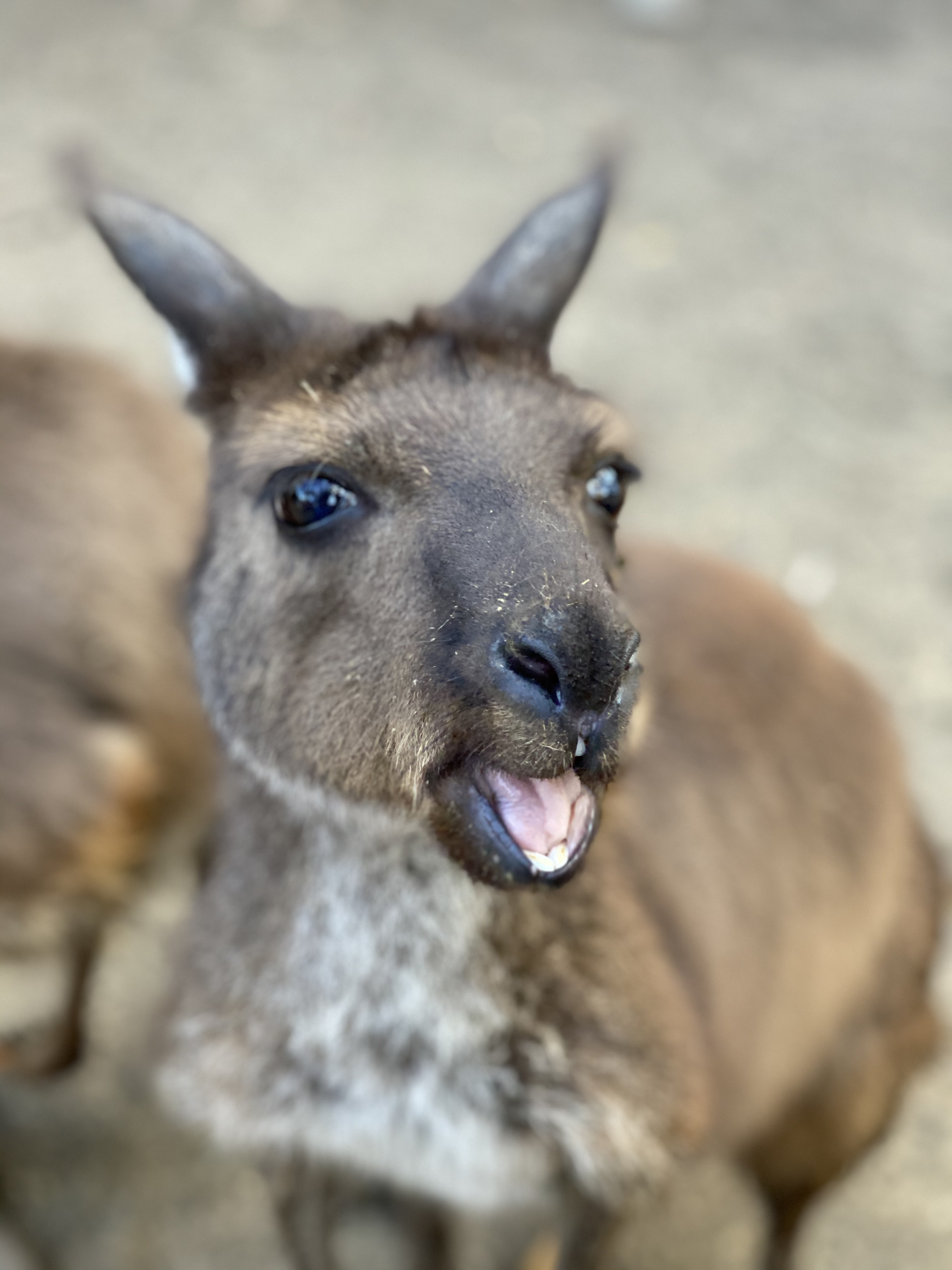 Kangaroos | WILD LIFE Sydney Zoo