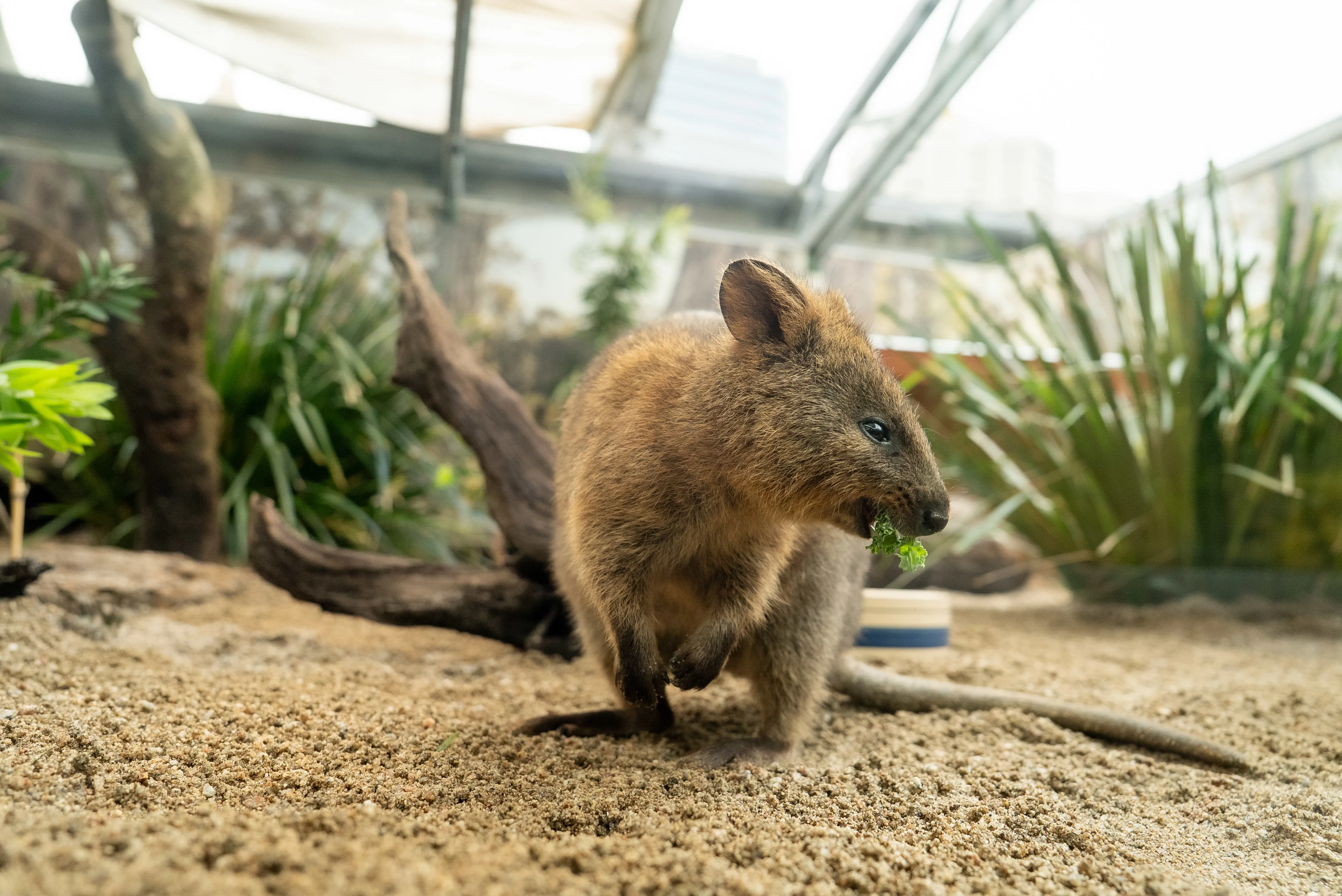 WLSZ RJ Quokka 40