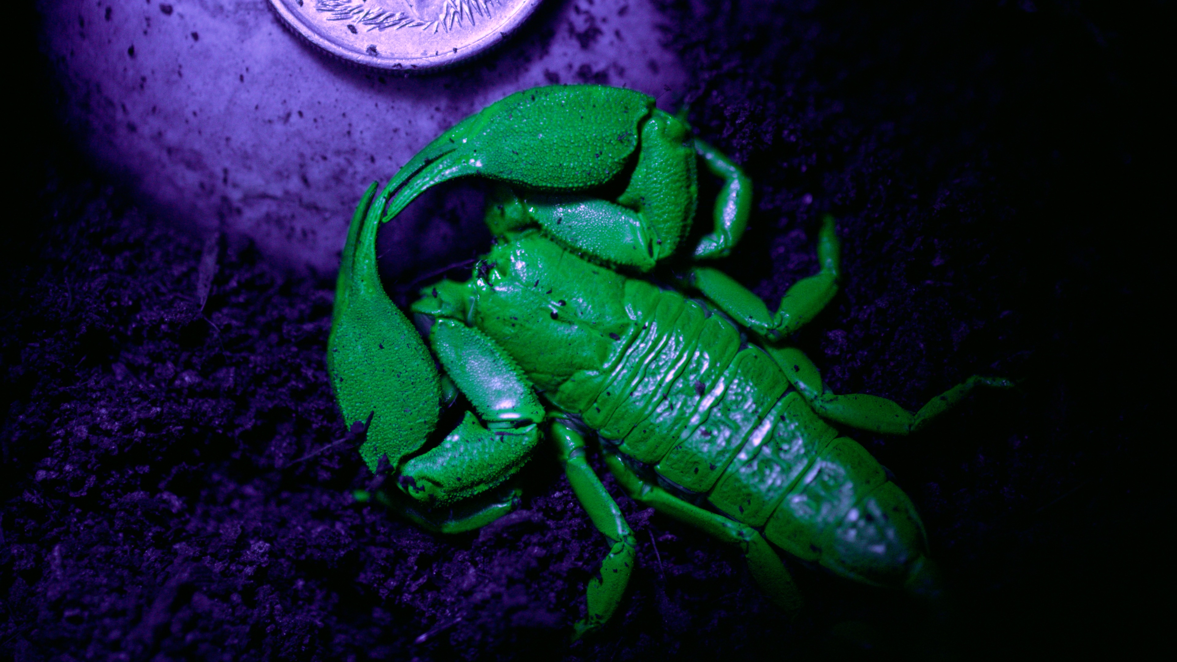 WLS Scorpion Close Up