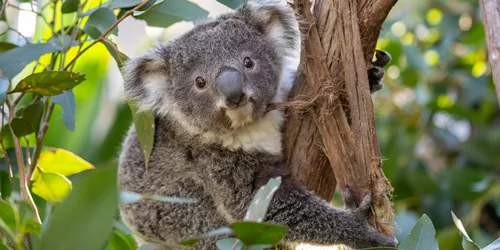 Koala Joey At WLID LIFE Sydney Zoo