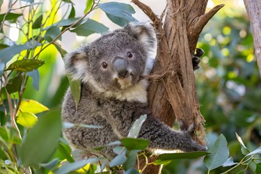 Koala Joey At WLID LIFE Sydney Zoo